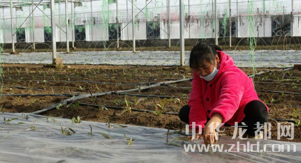 適度規模種植蘆筍 加油助力脫貧攻堅