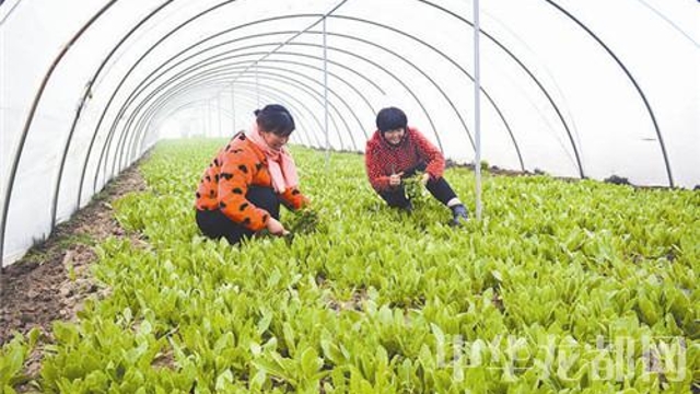 天寒人心暖 大棚里面說豐產