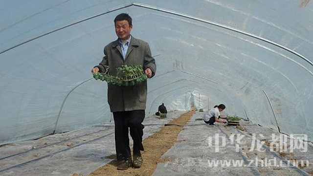 沈丘縣周營鎮無公害西瓜基地內瓜農忙