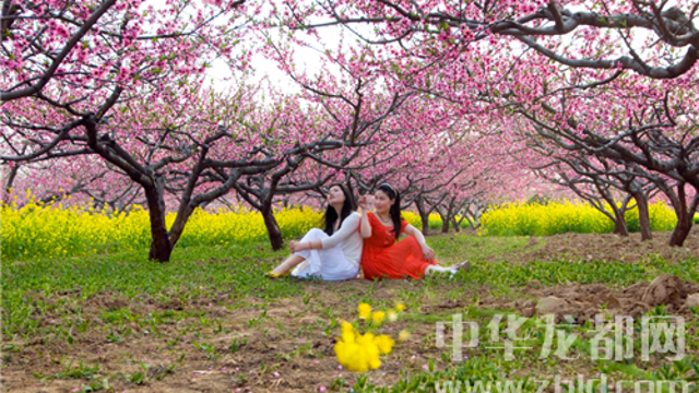 西華縣第十四屆桃花節明日開幕