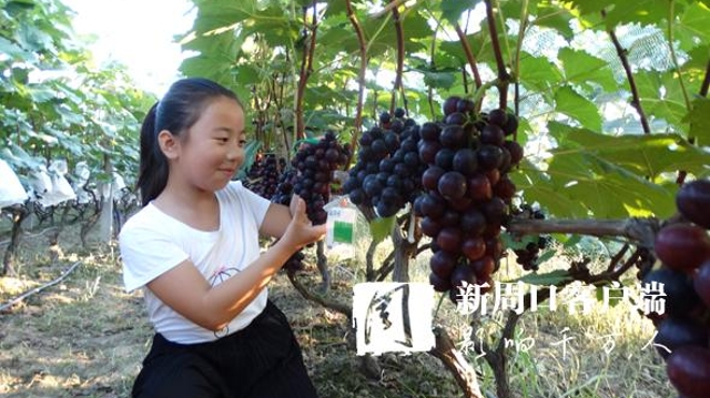 沈丘：生態(tài)園里葡萄采摘樂(lè)趣多