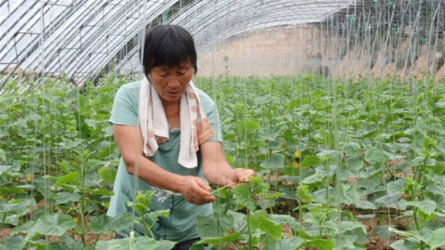 沈丘縣發展特色農業種植助脫貧