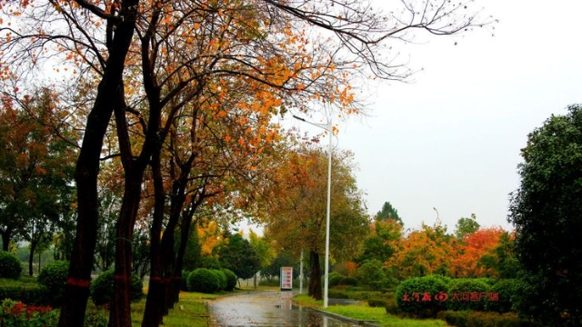 詩情畫意！秋冬之交一場雨 別樣周口落葉美