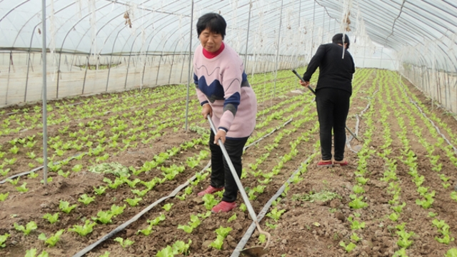 沈丘：發展大棚菜助農穩增收