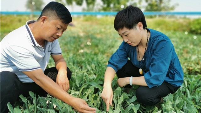 沈丘：發展藥材種植促增收