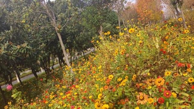 ?周口市區：雨后雛菊分外鮮