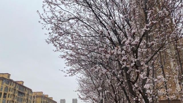 花開滿城 周口城區春意濃