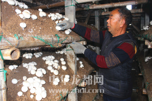 周口項城：食用菌種植基地內，工人正在查看雙孢菇長勢