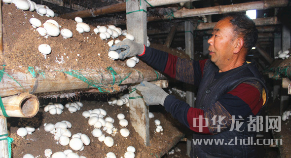 周口項城：食用菌種植基地內，工人正在查看雙孢菇長勢